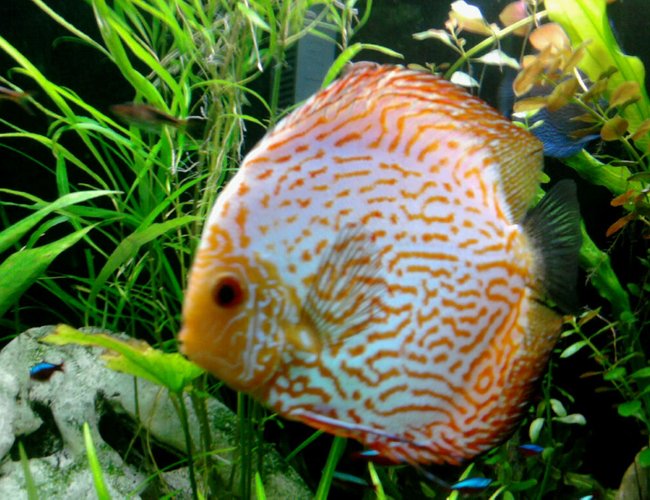 freshwater fish - symphysodon spp. - pigeon blood discus stocking in 135 gallons tank - Pigeon blood discus freshwater fish - symphysodon spp. - pigeon blood discus stocking in 135 gallons tank - Pigeon blood discus
