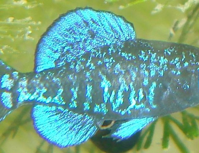 freshwater fish - elassoma gilberti - pygmy sunfish stocking in 75 gallons tank - Elassoma gilberti, the gulf coast pygmy sunfish freshwater fish - elassoma gilberti - pygmy sunfish stocking in 75 gallons tank - Elassoma gilberti, the gulf coast pygmy sunfish