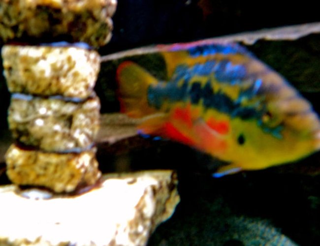 freshwater fish - nandopsis salvini - salvini cichlid stocking in 90 gallons tank - salvini cichlid freshwater fish - nandopsis salvini - salvini cichlid stocking in 90 gallons tank - salvini cichlid