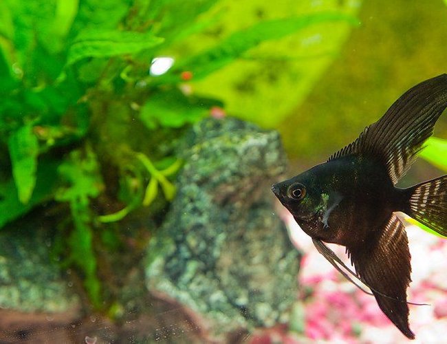 freshwater fish - pterophyllum sp. - black angel stocking in 33 gallons tank - Black angel freshwater fish - pterophyllum sp. - black angel stocking in 33 gallons tank - Black angel