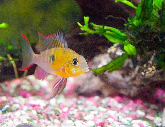 freshwater fish - microgeophagus altispinosa - bolivian ram stocking in 33 gallons tank - Bolivian ram in full colouration and gill flaring freshwater fish - microgeophagus altispinosa - bolivian ram stocking in 33 gallons tank - Bolivian ram in full colouration and gill flaring