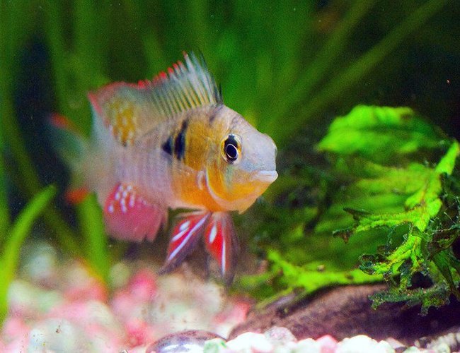 freshwater fish - microgeophagus altispinosa - bolivian ram stocking in 33 gallons tank - Bolivian ram - Face to face with gill flaring ram freshwater fish - microgeophagus altispinosa - bolivian ram stocking in 33 gallons tank - Bolivian ram - Face to face with gill flaring ram