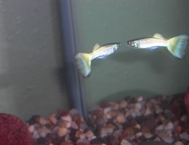 freshwater fish - poecilia reticulata - silver streak flamingo guppy stocking in 30 gallons tank - Male Guppy freshwater fish - poecilia reticulata - silver streak flamingo guppy stocking in 30 gallons tank - Male Guppy