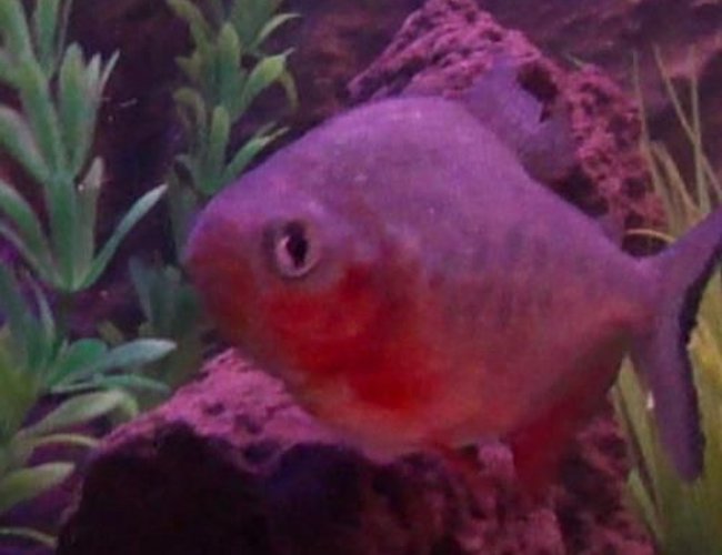 freshwater fish - piaractus brachypomum - red belly pacu stocking in 40 gallons tank - Paku Piranah freshwater fish - piaractus brachypomum - red belly pacu stocking in 40 gallons tank - Paku Piranah