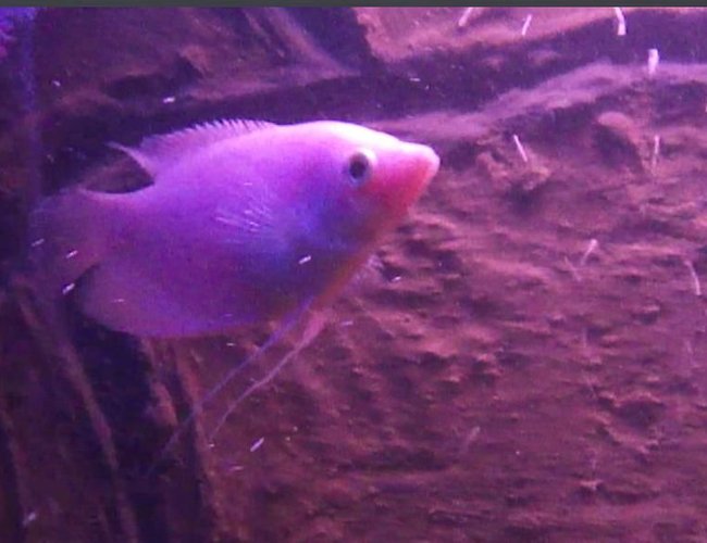 freshwater fish - helostoma temmincki - kissing gourami stocking in 40 gallons tank - Gourami freshwater fish - helostoma temmincki - kissing gourami stocking in 40 gallons tank - Gourami