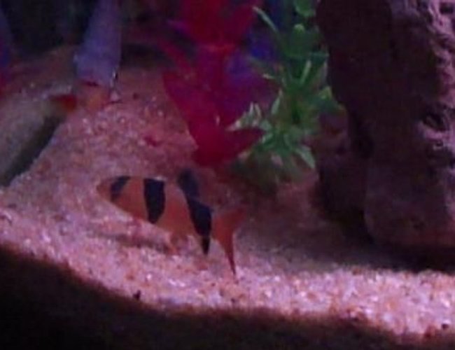 freshwater fish - botia macracantha - clown loach stocking in 40 gallons tank - Clown Loach freshwater fish - botia macracantha - clown loach stocking in 40 gallons tank - Clown Loach