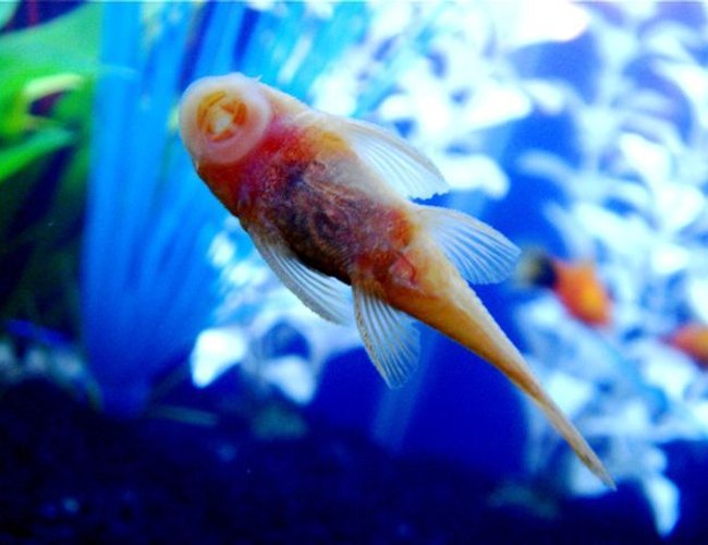 freshwater fish - ancistrus sp. - bushy nose pleco stocking in 55 gallons tank freshwater fish - ancistrus sp. - bushy nose pleco stocking in 55 gallons tank