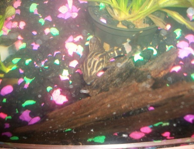 freshwater fish - panaque nigrolineatus - royal pleco (l-191) stocking in 75 gallons tank - Royal pleco checkin the new home freshwater fish - panaque nigrolineatus - royal pleco (l-191) stocking in 75 gallons tank - Royal pleco checkin the new home