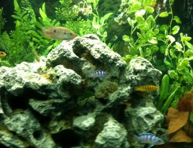 freshwater fish - metriaclima lombardoi - kenyi cichlid stocking in 60 gallons tank - a Few baby fish freshwater fish - metriaclima lombardoi - kenyi cichlid stocking in 60 gallons tank - a Few baby fish