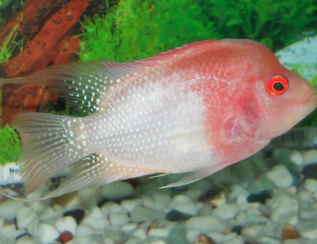 freshwater fish - cichlasoma sp. - flower horn cichlid stocking in 15 gallons tank - my albino flowerhorn.i bought it on 14 february 2011 from a LFS.it was in a miserable state when i bought it.it is fine and healthy now,growing well and its KOK is just starting to grow. freshwater fish - cichlasoma sp. - flower horn cichlid stocking in 15 gallons tank - my albino flowerhorn.i bought it on 14 february 2011 from a LFS.it was in a miserable state when i bought it.it is fine and healthy now,growing well and its KOK is just starting to grow.