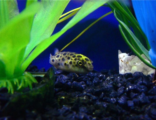 freshwater fish - tetraodon nigroviridis - green spotted puffer stocking in 55 gallons tank - Green Spotted Puffer Fish freshwater fish - tetraodon nigroviridis - green spotted puffer stocking in 55 gallons tank - Green Spotted Puffer Fish