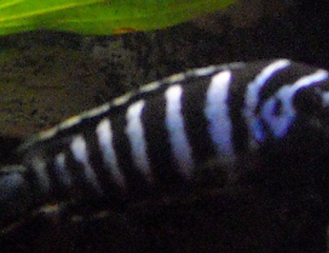 freshwater fish - pseudotropheus demasoni - demasoni cichlid stocking in 55 gallons tank - One of my Demasoni. I call him Bull, being a fan of Night Court, plus he is the biggest male demasoni in the tank. freshwater fish - pseudotropheus demasoni - demasoni cichlid stocking in 55 gallons tank - One of my Demasoni. I call him Bull, being a fan of Night Court, plus he is the biggest male demasoni in the tank.