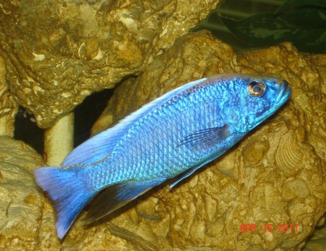 freshwater fish - sciaenochromis ahli - electric blue cichlid stocking in 350 gallons tank - Ahli freshwater fish - sciaenochromis ahli - electric blue cichlid stocking in 350 gallons tank - Ahli