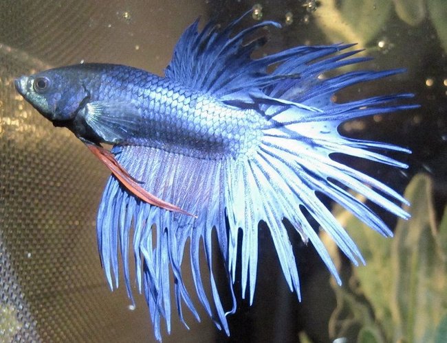freshwater fish - betta splendens - crown tail betta stocking in 20 gallons tank - My Beautiful Betta Benni :) freshwater fish - betta splendens - crown tail betta stocking in 20 gallons tank - My Beautiful Betta Benni :)