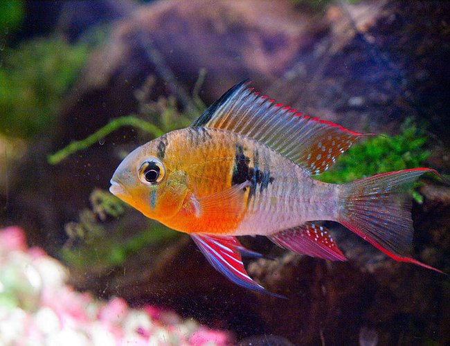 freshwater fish - microgeophagus altispinosa - bolivian ram stocking in 33 gallons tank - Bolivian Ram colours freshwater fish - microgeophagus altispinosa - bolivian ram stocking in 33 gallons tank - Bolivian Ram colours
