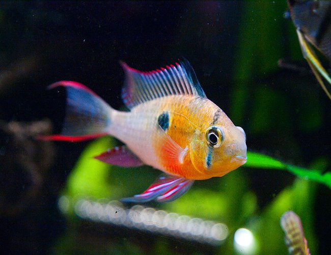 freshwater fish - microgeophagus altispinosa - bolivian ram stocking in 33 gallons tank - Bolivian Ram freshwater fish - microgeophagus altispinosa - bolivian ram stocking in 33 gallons tank - Bolivian Ram
