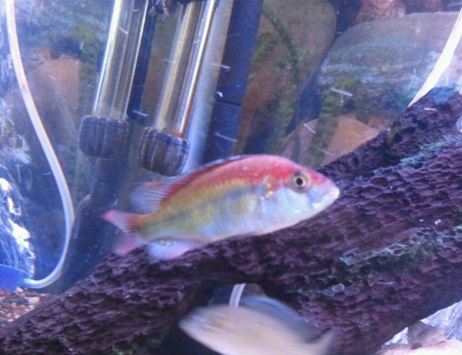 freshwater fish - pundamilia nyererei - nyererei hap stocking in 100 gallons tank - Lake Victorian flame back freshwater fish - pundamilia nyererei - nyererei hap stocking in 100 gallons tank - Lake Victorian flame back