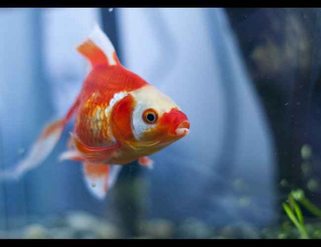 freshwater fish - carassius auratus - fantail goldfish stocking in 400 gallons tank - Fantail Gold Fish freshwater fish - carassius auratus - fantail goldfish stocking in 400 gallons tank - Fantail Gold Fish