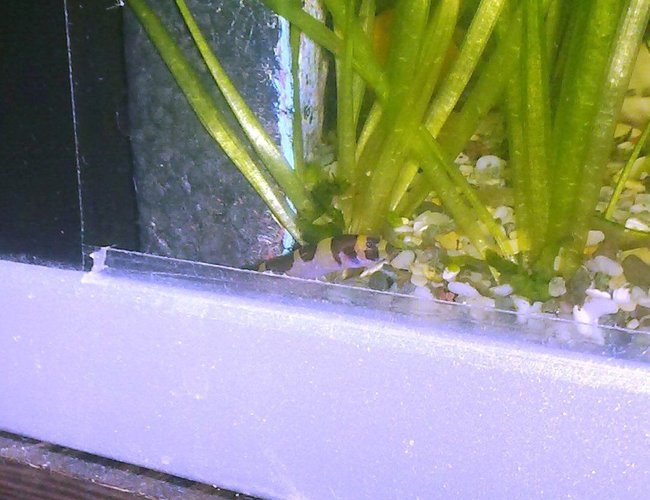 freshwater fish - pangio sp. - black kuhlii loach stocking in 9 gallons tank - kuhli freshwater fish - pangio sp. - black kuhlii loach stocking in 9 gallons tank - kuhli