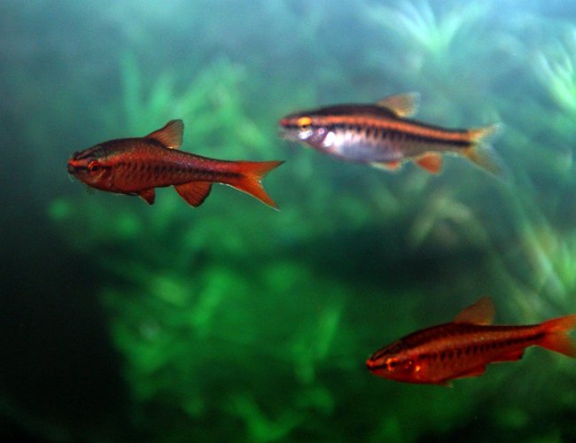 freshwater fish - puntius titteya - cherry barb stocking in 30 gallons tank - These are 3 of the 5 Cherry Barbs in my tank. In this photo their is 2 males (dark red) and 1 female (lighter one) freshwater fish - puntius titteya - cherry barb stocking in 30 gallons tank - These are 3 of the 5 Cherry Barbs in my tank. In this photo their is 2 males (dark red) and 1 female (lighter one)