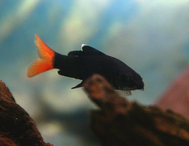 freshwater fish - epalzeorhynchos bicolor - redtail shark stocking in 30 gallons tank - This is one of the two Redtail Sharks I have in my tank. These fish are a joy to have in your tank because they are very active and have sharp colors. freshwater fish - epalzeorhynchos bicolor - redtail shark stocking in 30 gallons tank - This is one of the two Redtail Sharks I have in my tank. These fish are a joy to have in your tank because they are very active and have sharp colors.