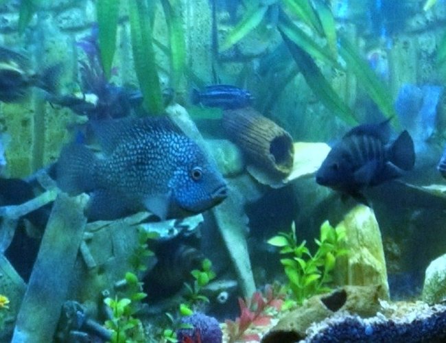 freshwater fish - herichthys carpinte - green texas cichlid stocking in 400 gallons tank - Texan Cichlids and a few others freshwater fish - herichthys carpinte - green texas cichlid stocking in 400 gallons tank - Texan Cichlids and a few others
