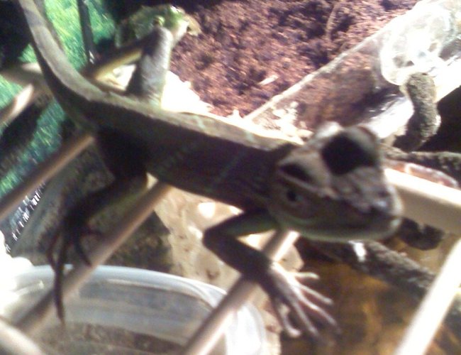 freshwater fish - periophthalmus modestus - mudskipper stocking in 55 gallons tank - iggy freshwater fish - periophthalmus modestus - mudskipper stocking in 55 gallons tank - iggy