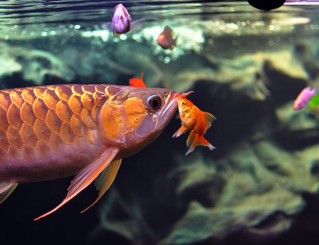 freshwater fish - carassius auratus - fantail goldfish - GOODNIGHT KISS freshwater fish - carassius auratus - fantail goldfish - GOODNIGHT KISS