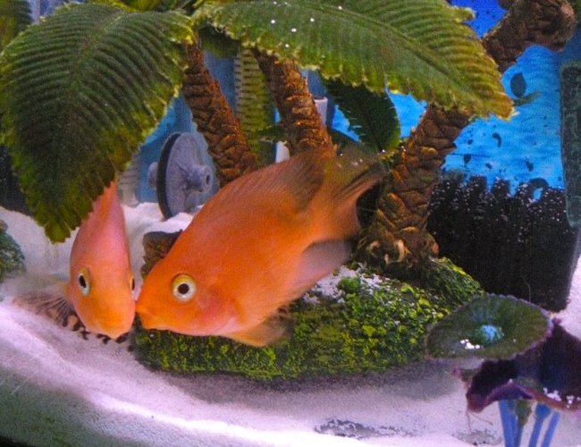 freshwater fish - heros severus x amphilophus citrinellum - blood parrot stocking in 29 gallons tank - two parrot cichlids freshwater fish - heros severus x amphilophus citrinellum - blood parrot stocking in 29 gallons tank - two parrot cichlids