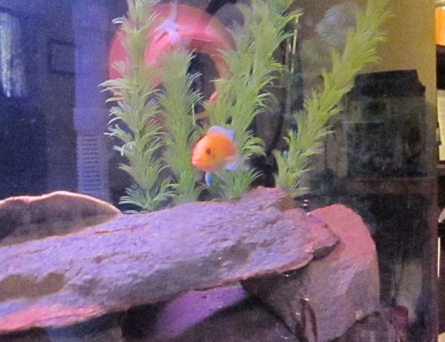 freshwater fish - aulonocara sp. - strawberry peacock cichlid stocking in 46 gallons tank freshwater fish - aulonocara sp. - strawberry peacock cichlid stocking in 46 gallons tank