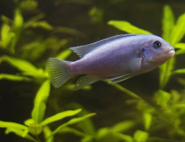 freshwater fish - maylandia callainos - blue cobalt cichlid stocking in 75 gallons tank - One of my three cobalt blue cichlids. This species hails from Lake Malawi. freshwater fish - maylandia callainos - blue cobalt cichlid stocking in 75 gallons tank - One of my three cobalt blue cichlids. This species hails from Lake Malawi.
