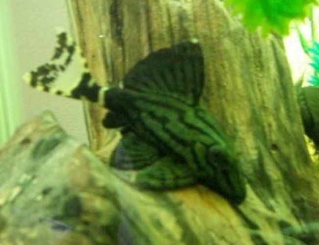 freshwater fish - panaque sp. (l 418) - green royal pleco stocking in 55 gallons tank - royal green pleco freshwater fish - panaque sp. (l 418) - green royal pleco stocking in 55 gallons tank - royal green pleco