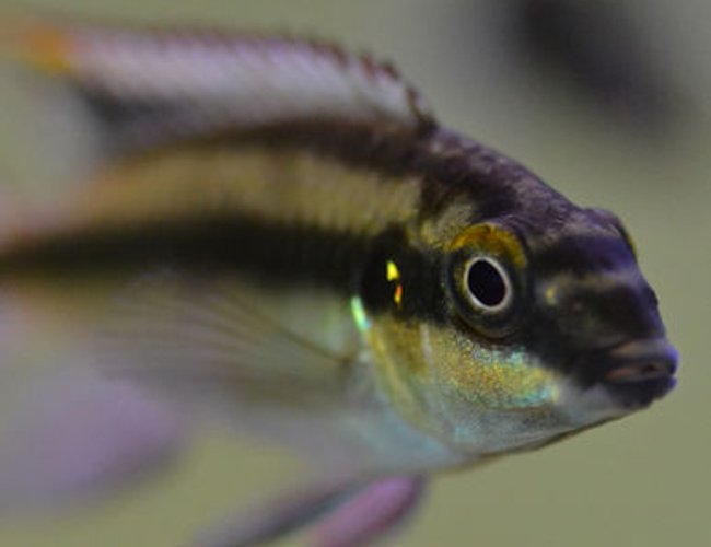freshwater fish - pelvicachromis pulcher - kribensis cichlid stocking in 200 gallons tank - Male Kribensis up close freshwater fish - pelvicachromis pulcher - kribensis cichlid stocking in 200 gallons tank - Male Kribensis up close