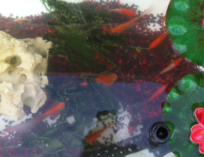 freshwater fish - cyprinus carpio - koi stocking in 10 gallons tank - 40 gal koi and goldfish outdoor pond freshwater fish - cyprinus carpio - koi stocking in 10 gallons tank - 40 gal koi and goldfish outdoor pond