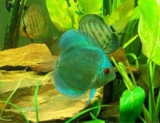 freshwater fish - symphysodon sp. - blue diamond discus stocking in 55 gallons tank - my blue diamond discus freshwater fish - symphysodon sp. - blue diamond discus stocking in 55 gallons tank - my blue diamond discus