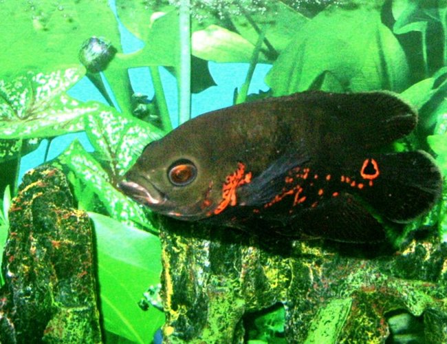 freshwater fish - astronotus ocellatus - tiger oscar stocking in 45 gallons tank - Oscar - About 2 months old since i bought him when he was about 3-4inch and now maybe 5-6inch long. freshwater fish - astronotus ocellatus - tiger oscar stocking in 45 gallons tank - Oscar - About 2 months old since i bought him when he was about 3-4inch and now maybe 5-6inch long.