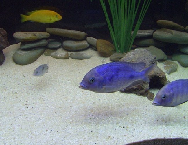 freshwater fish - cyrtocara moorii - blue dolphin cichlid stocking in 90 gallons tank - Two of my young adult Blue Dolphin African Cichlids along with a baby Blue Dolphin African Cichlid. In the background there's an Electric Yellow African Cichlid. freshwater fish - cyrtocara moorii - blue dolphin cichlid stocking in 90 gallons tank - Two of my young adult Blue Dolphin African Cichlids along with a baby Blue Dolphin African Cichlid. In the background there's an Electric Yellow African Cichlid.