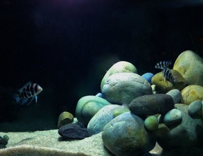 freshwater fish - cyphotilapia frontosa - frontosa cichlid stocking in 60 gallons tank - frontosa biotope freshwater fish - cyphotilapia frontosa - frontosa cichlid stocking in 60 gallons tank - frontosa biotope