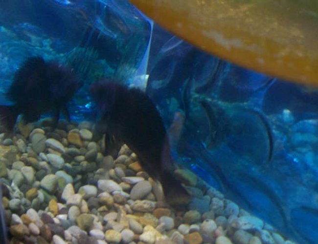 freshwater fish - tropheus duboisii - duboisi cichlid stocking in 120 gallons tank - deboise freshwater fish - tropheus duboisii - duboisi cichlid stocking in 120 gallons tank - deboise