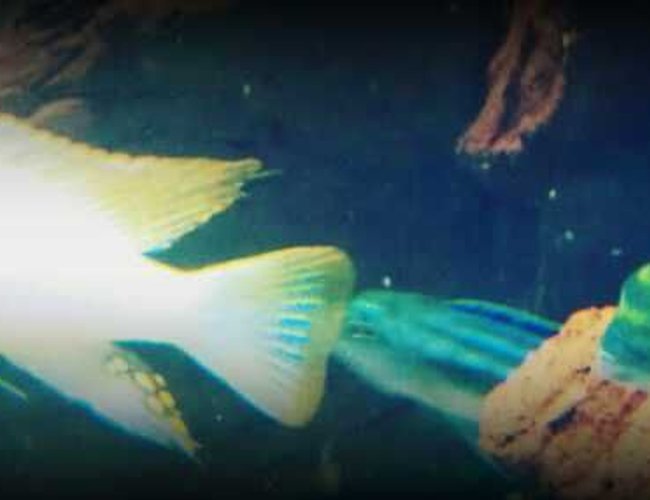 freshwater fish - pseudotropheus flavus - dinghani stocking in 70 gallons tank - My Pseudotropheus flavus and Pseudotropheus zebra. freshwater fish - pseudotropheus flavus - dinghani stocking in 70 gallons tank - My Pseudotropheus flavus and Pseudotropheus zebra.