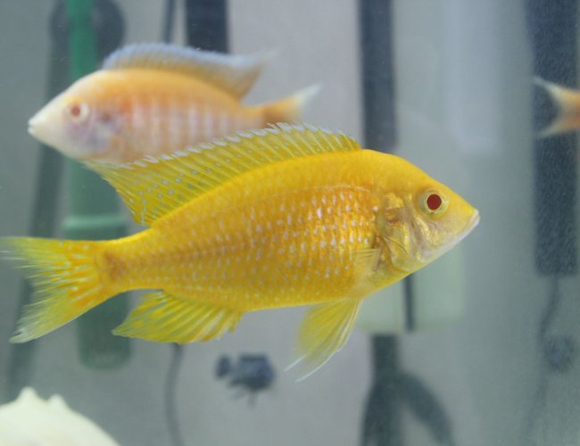 freshwater fish - aulonocara baenschi - sunshine peacock stocking in 55 gallons tank - Albino Sunshine Peacock freshwater fish - aulonocara baenschi - sunshine peacock stocking in 55 gallons tank - Albino Sunshine Peacock
