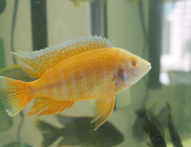 freshwater fish - aulonocara jacobfreibergi - eureka red stocking in 55 gallons tank - Aulonocara jacobfreibergi "Eureka Albino" freshwater fish - aulonocara jacobfreibergi - eureka red stocking in 55 gallons tank - Aulonocara jacobfreibergi "Eureka Albino"
