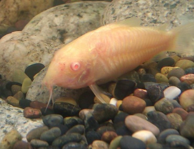 freshwater fish - corydoras aeneus - albino aeneus cory cat stocking in 125 gallons tank - Cory freshwater fish - corydoras aeneus - albino aeneus cory cat stocking in 125 gallons tank - Cory