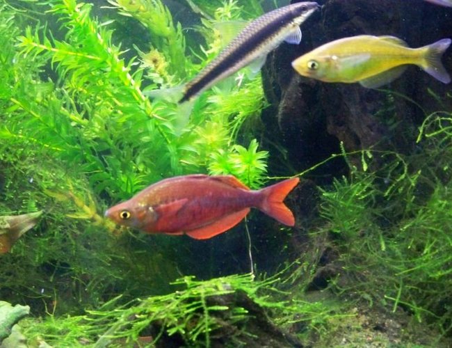 freshwater fish - glossolepis incisis - red irian rainbow stocking in 55 gallons tank - Male and female red irian rainbow and SAE freshwater fish - glossolepis incisis - red irian rainbow stocking in 55 gallons tank - Male and female red irian rainbow and SAE
