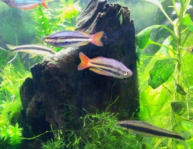 freshwater fish - melanotaenia splendida - australian rainbow stocking in 55 gallons tank - m. splendida australis freshwater fish - melanotaenia splendida - australian rainbow stocking in 55 gallons tank - m. splendida australis
