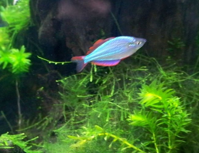 freshwater fish - melanotaenia praecox - praecox rainbow stocking in 55 gallons tank - Male Dwarf Neon Rainbow freshwater fish - melanotaenia praecox - praecox rainbow stocking in 55 gallons tank - Male Dwarf Neon Rainbow