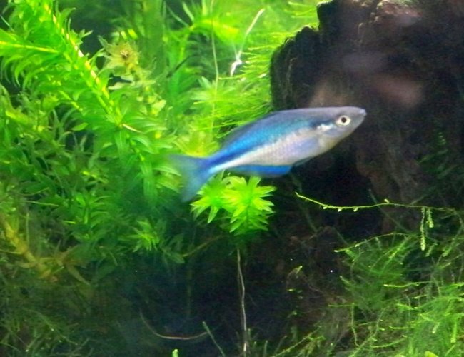 freshwater fish - melanotaenia lacustris - turquoise rainbow stocking in 55 gallons tank - Turquoise Rainbow freshwater fish - melanotaenia lacustris - turquoise rainbow stocking in 55 gallons tank - Turquoise Rainbow