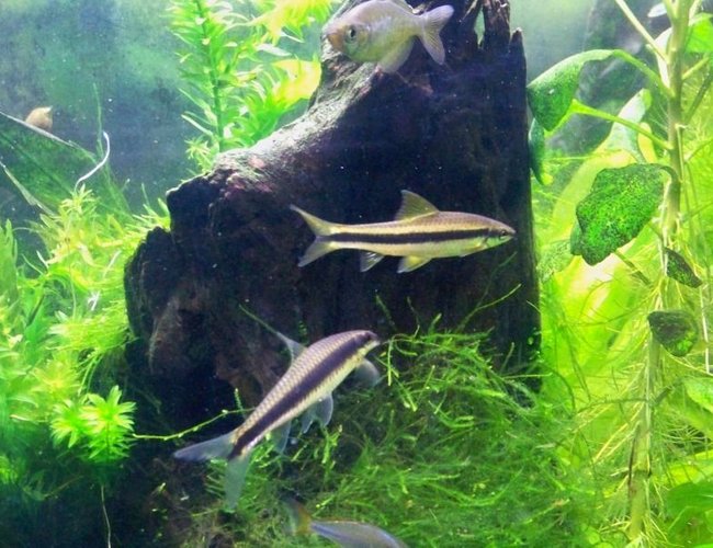 freshwater fish - crossocheilus siamensis - siamese algae eater stocking in 55 gallons tank - Siamese Algae Eaters freshwater fish - crossocheilus siamensis - siamese algae eater stocking in 55 gallons tank - Siamese Algae Eaters