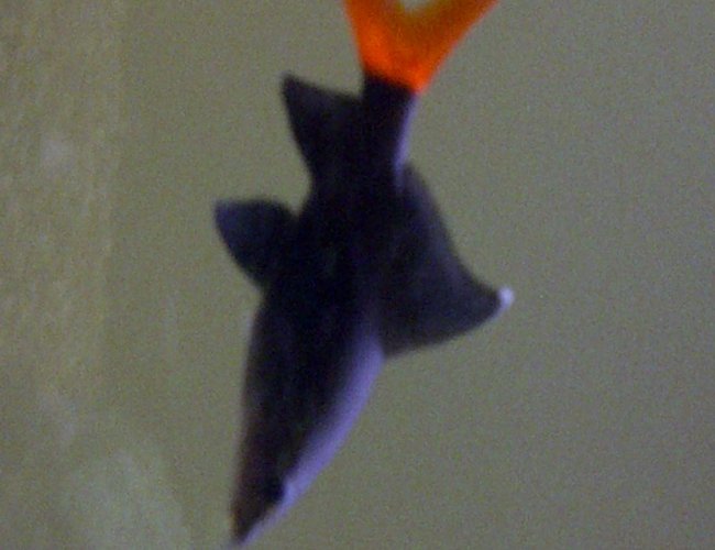 freshwater fish - epalzeorhynchos bicolor - redtail shark stocking in 72 gallons tank - 2.5 inch Redtail Shark freshwater fish - epalzeorhynchos bicolor - redtail shark stocking in 72 gallons tank - 2.5 inch Redtail Shark