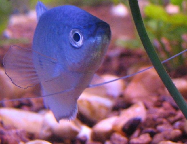 freshwater fish - trichogaster trichopterus - blue gourami stocking in 30 gallons tank - My gorumi! freshwater fish - trichogaster trichopterus - blue gourami stocking in 30 gallons tank - My gorumi!